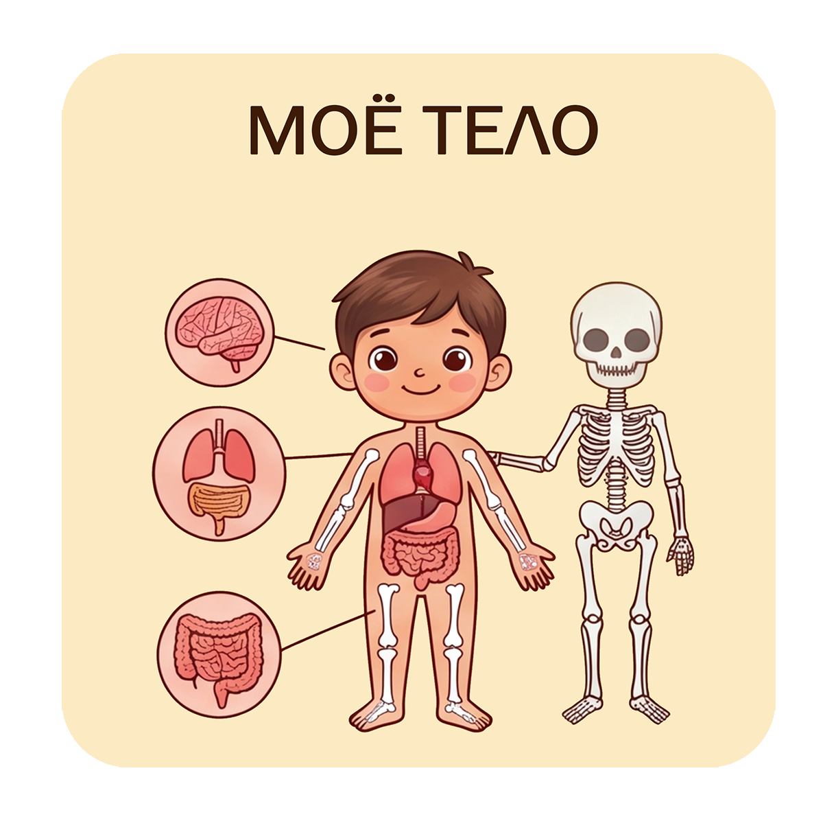 Моё тело